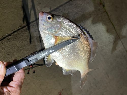 ウミタナゴの釣果