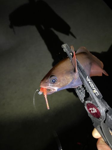 ドンコの釣果