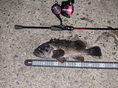 クロソイの釣果