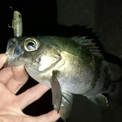 アカメバルの釣果