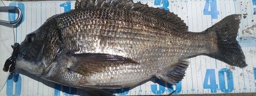 クロダイの釣果