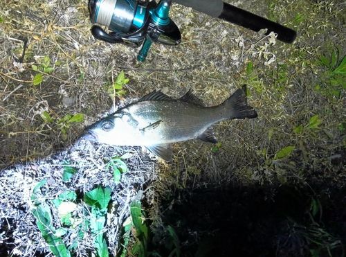 セイゴ（ヒラスズキ）の釣果
