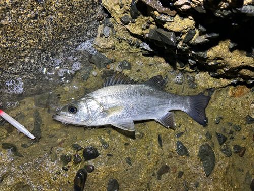 セイゴ（マルスズキ）の釣果