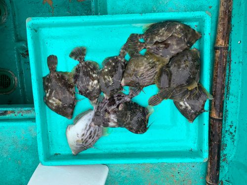 カワハギの釣果