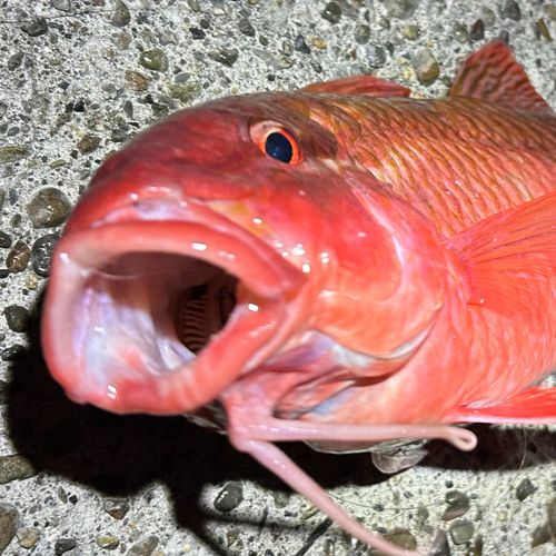 ホウライヒメジの釣果