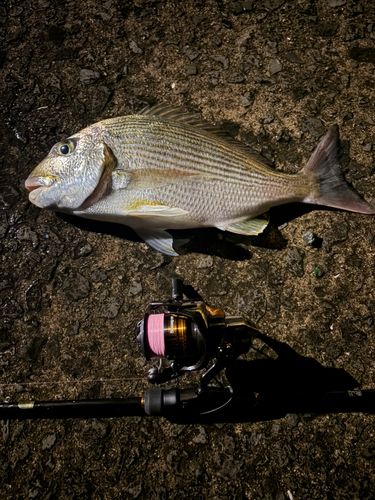 ヘダイの釣果