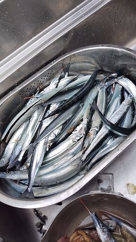サヨリの釣果