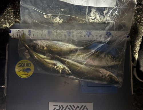 アジの釣果