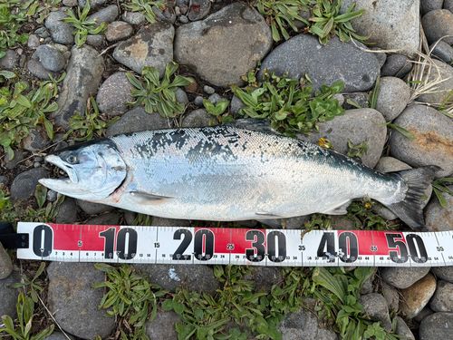 サクラマスの釣果