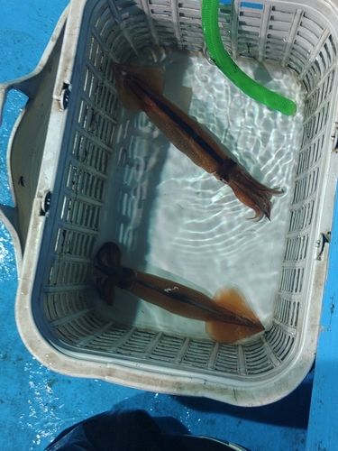 スルメイカの釣果