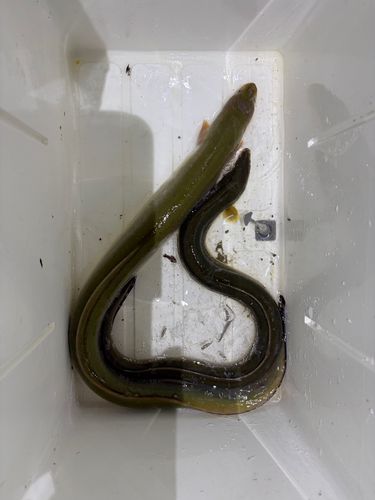 ウナギの釣果
