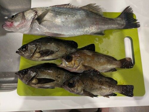 メバルの釣果