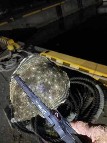 ソゲの釣果