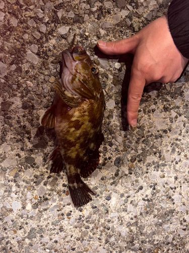 カサゴの釣果
