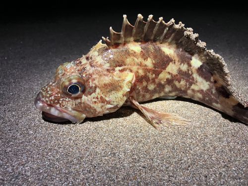 カサゴの釣果