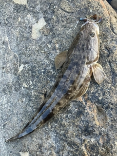 マゴチの釣果