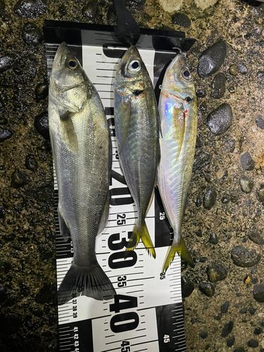 アジの釣果