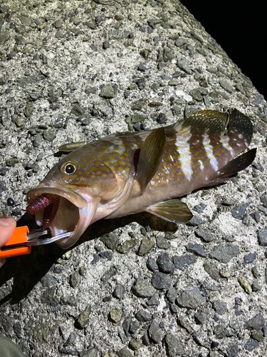 アコウの釣果