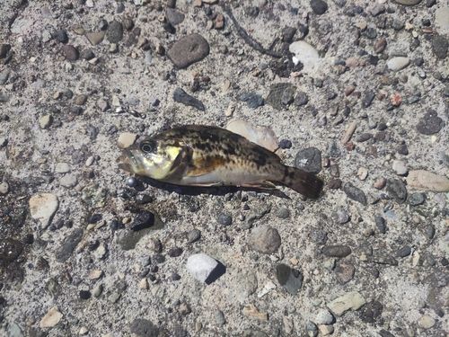 クロソイの釣果