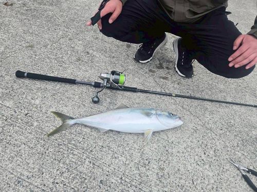 ハマチの釣果