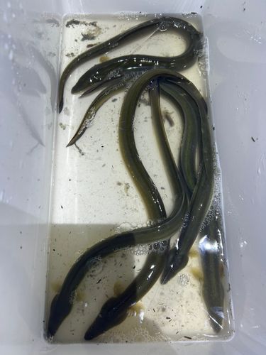 ウナギの釣果