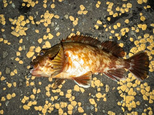 カサゴの釣果
