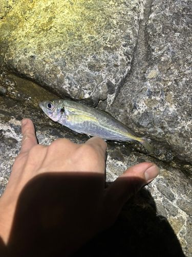 マアジの釣果