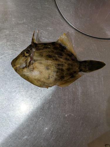 カワハギの釣果