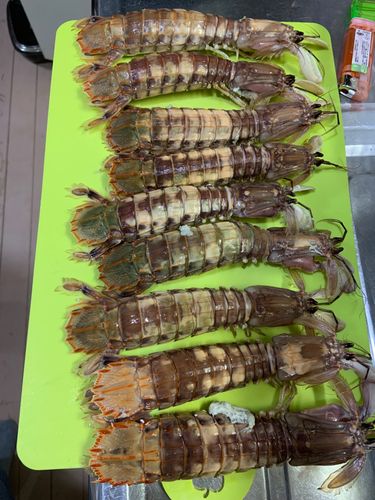 シャコの釣果
