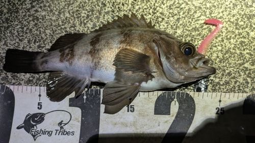 メバルの釣果