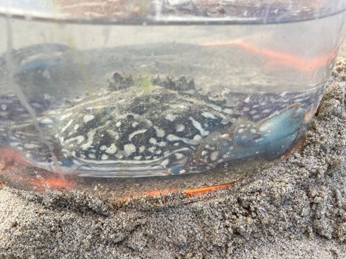 タイワンガザミの釣果