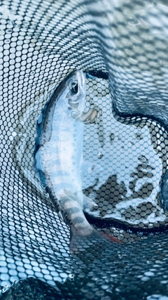 ヤマメの釣果
