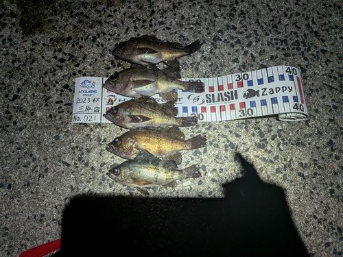 クロメバルの釣果