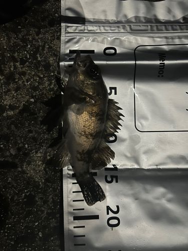 アオメバルの釣果
