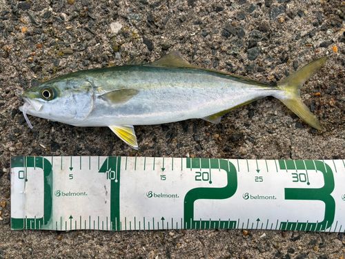 イナダの釣果