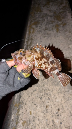 ガシラの釣果