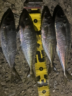 マアジの釣果