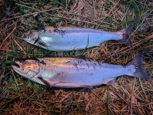 サクラマスの釣果