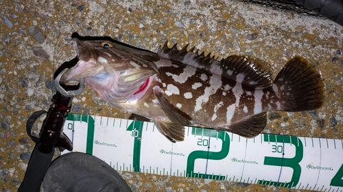 クエの釣果