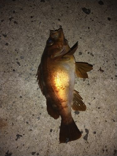 メバルの釣果