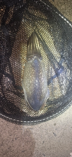 シリヤケイカの釣果