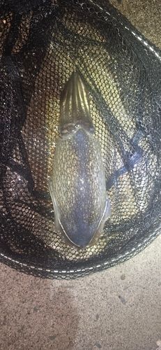 シリヤケイカの釣果
