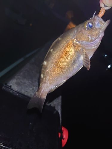 メバルの釣果