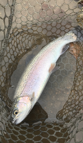 ニジマスの釣果