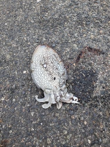 シリヤケイカの釣果