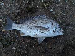 キビレの釣果