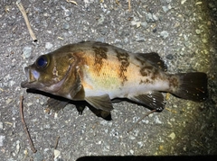 メバルの釣果