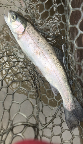 ニジマスの釣果