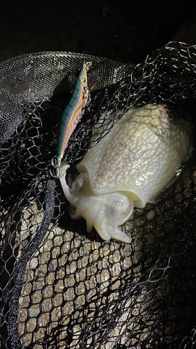 シリヤケイカの釣果