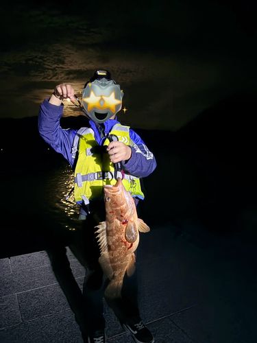 アコウの釣果